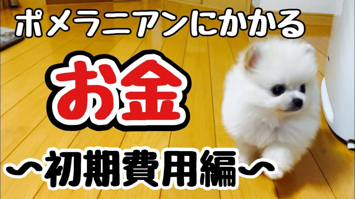 ポメラニアンの飼育にかかるお金は? ~初期費用編~ ポメラニアンの飼育にかかるお金は? ~初期費用編~