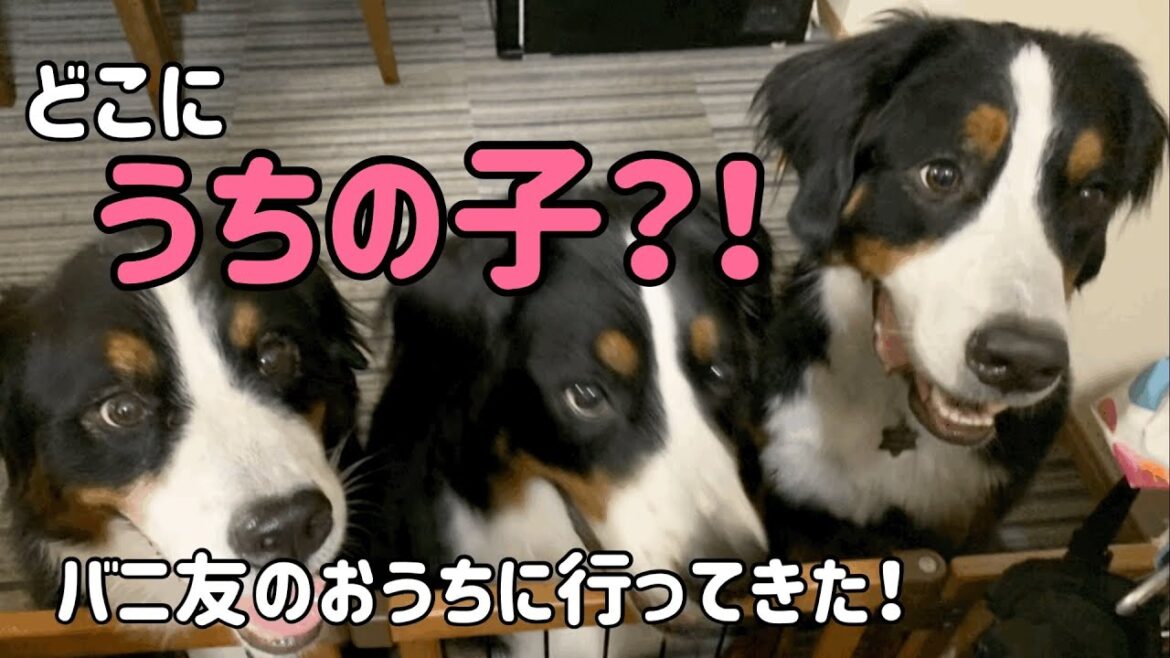 【多頭飼いの日常】バーニーズマウンテンドッグつながりのお友達の家へ　どの子が笑姉さん？！【Bernese Mountain Dog】【Chihuahua】