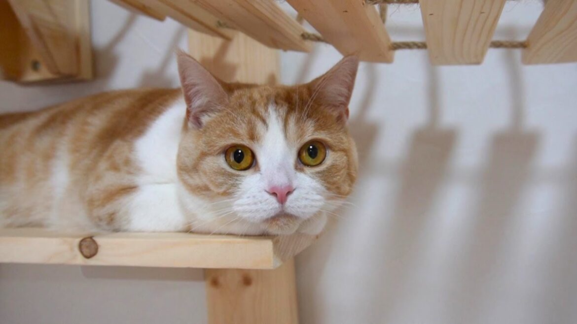 ちょっかいを出す猫と予想通り怒る猫【スコティッシュフォールド】【アビシニアン】