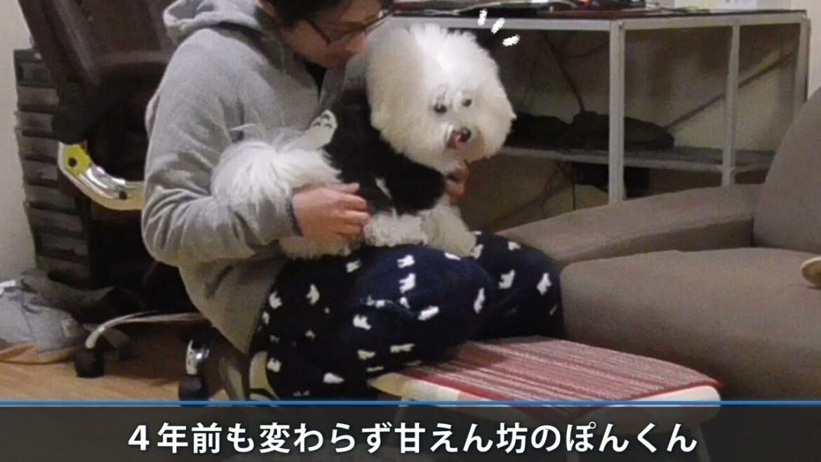 小型犬に突き飛ばされたことをお蔵入りにしてた動画