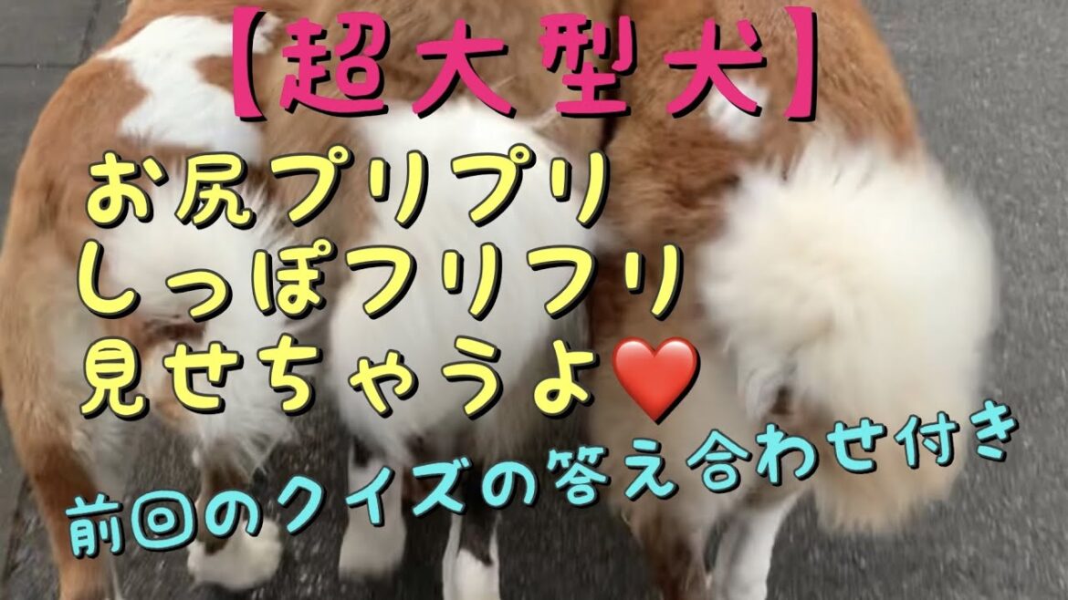 【セントバーナード】お尻プリプリ❤️尻尾フリフリ❤️前回のクイズ答え合わせ付き
