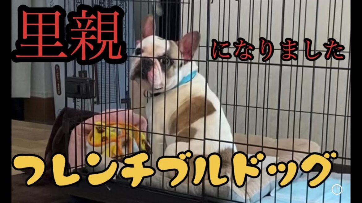 ［里親］フレンチブルドッグが我が家にやってきた！