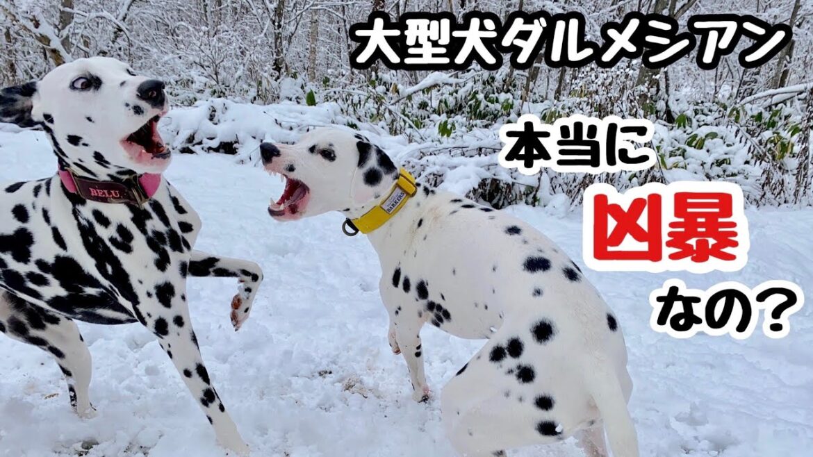 【子犬】大型犬ダルメシアンは本当に凶暴なのか。リアルな日常生活の様子をお話ししたいと思います。#子犬と子ども#ダルメシアン#凶暴性 【子犬】大型犬ダルメシアンは本当に凶暴なのか。リアルな日常生活の様子をお話ししたいと思います。#子犬と子ども#ダルメシアン#凶暴性