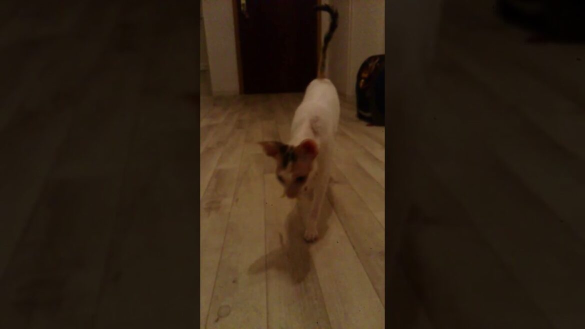 Cornish Rex Virginia 2014 Oktober