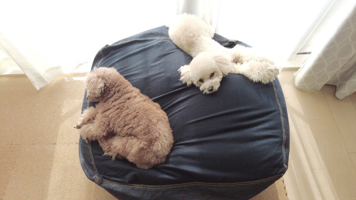 【仲良し】朝の休憩時に譲り合いながら一緒に日向ぼっこする兄妹犬が尊い 【仲良し】朝の休憩時に譲り合いながら一緒に日向ぼっこする兄妹犬が尊い