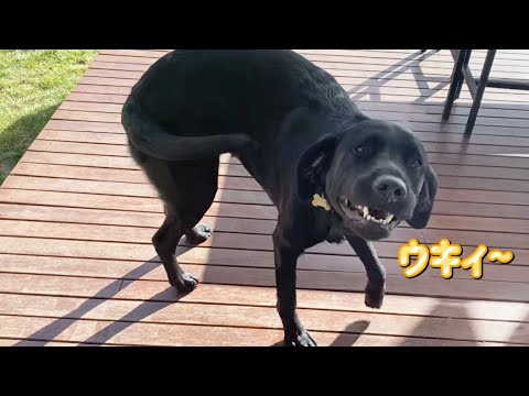 可愛いけど激しすぎる大型犬のお出迎えシリーズw 可愛いけど激しすぎる大型犬のお出迎えシリーズw