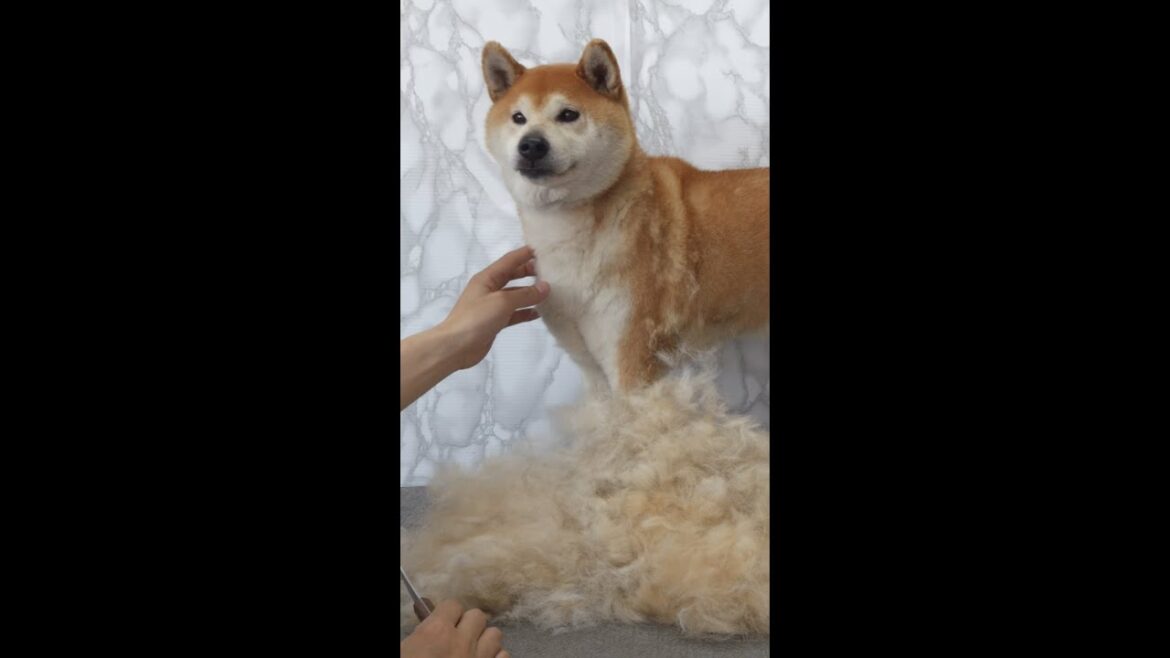 換毛の季節がやってきた!  (柴犬) 2022ショート