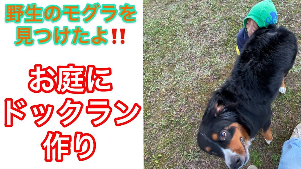 お庭にドックラン🐶🏡作り❤ ニューファンドランド グレートデーン BOSS＆Queen Giantdog newfoundland boss Great Dane Queen 超大型犬 渡辺 ボス