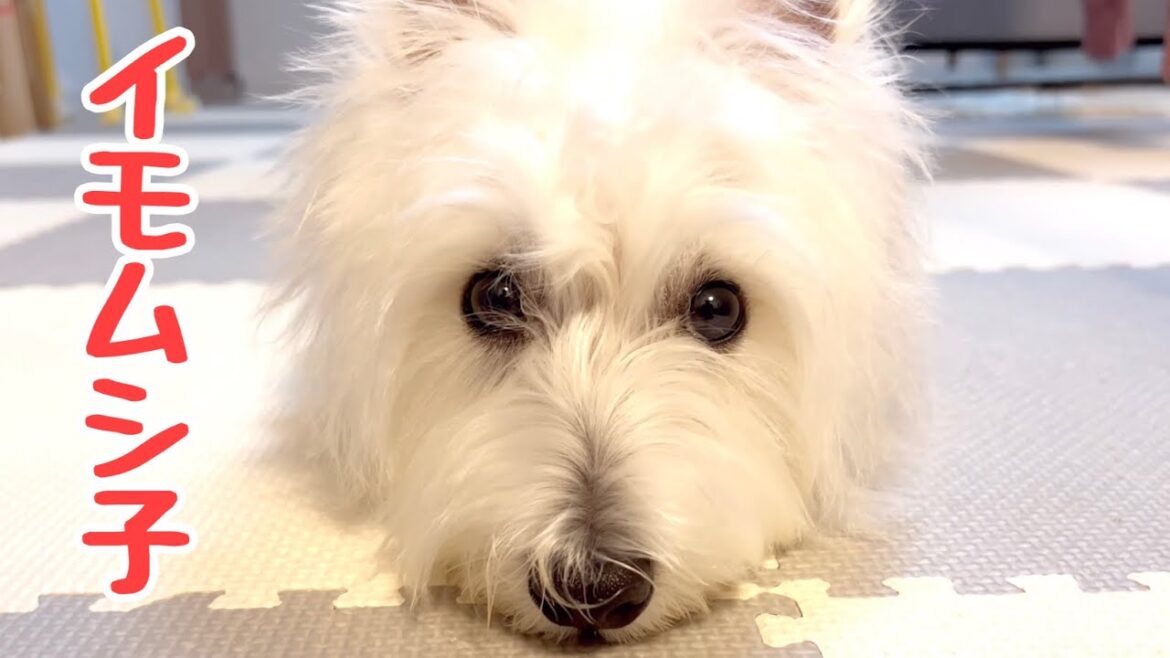愛犬が可愛くて仕方ない/イモムシのような態勢になるウエストハイランドホワイトテリア