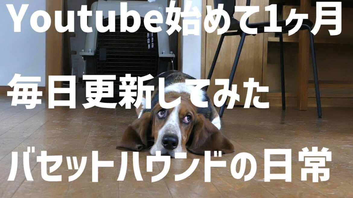 ゆるだるバセットハウンド二コラさんの1ヶ月まとめ