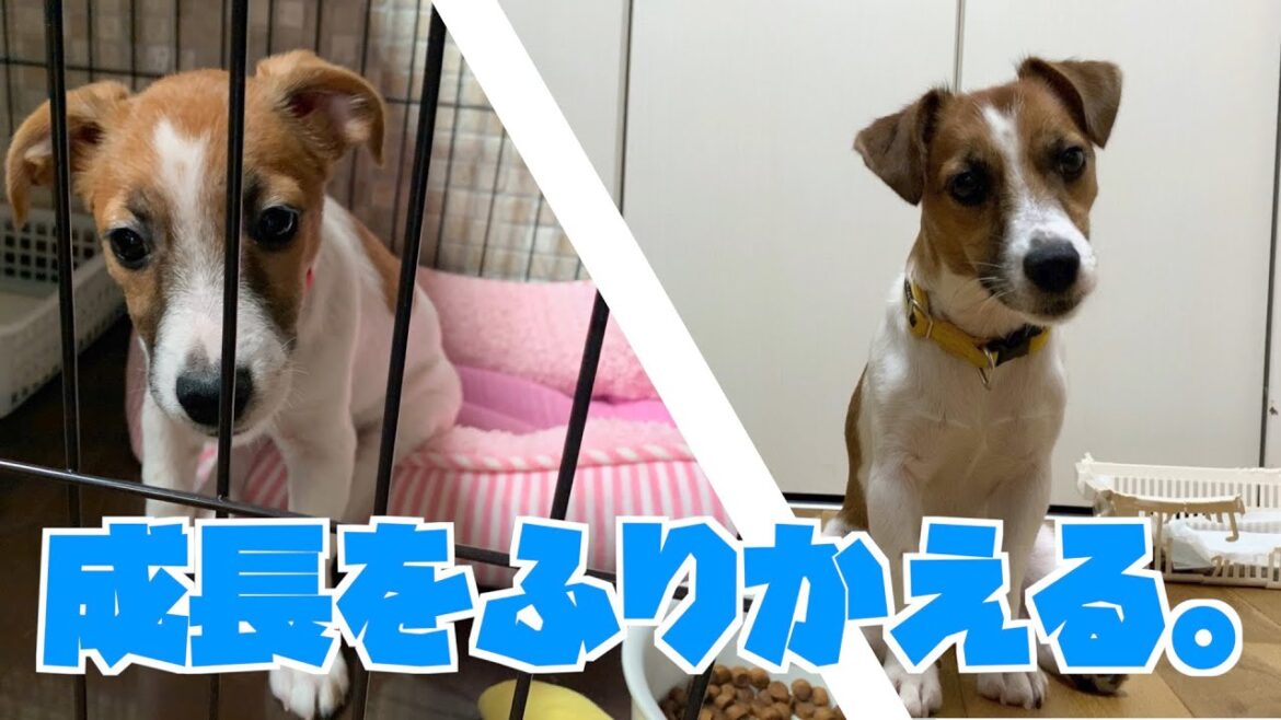 ジャックラッセルテリアのさくら 子犬から成犬になるまでの成長を振り返りました。6月12日の誕生日で1歳を迎えました。Jack Russell Terrier Sakura.