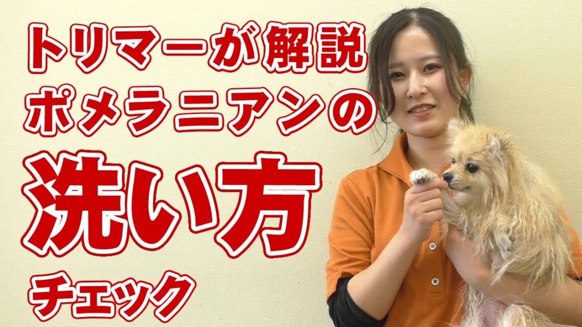 【愛犬のシャンプー】トリマーが解説 自宅でできるポメラニアンの洗い方【帝塚山ハウンドカム】 【愛犬のシャンプー】トリマーが解説 自宅でできるポメラニアンの洗い方【帝塚山ハウンドカム】
