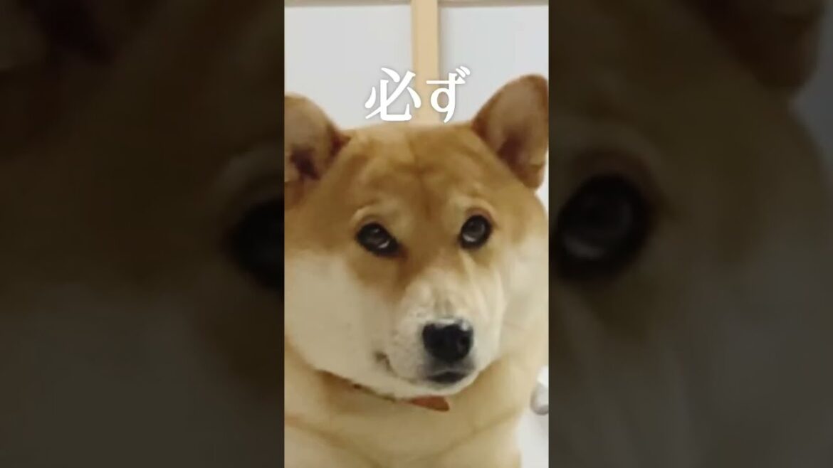 柴犬こむぎとかわいい感じで英語勉強できるモーニングルーティン　主人のステップ