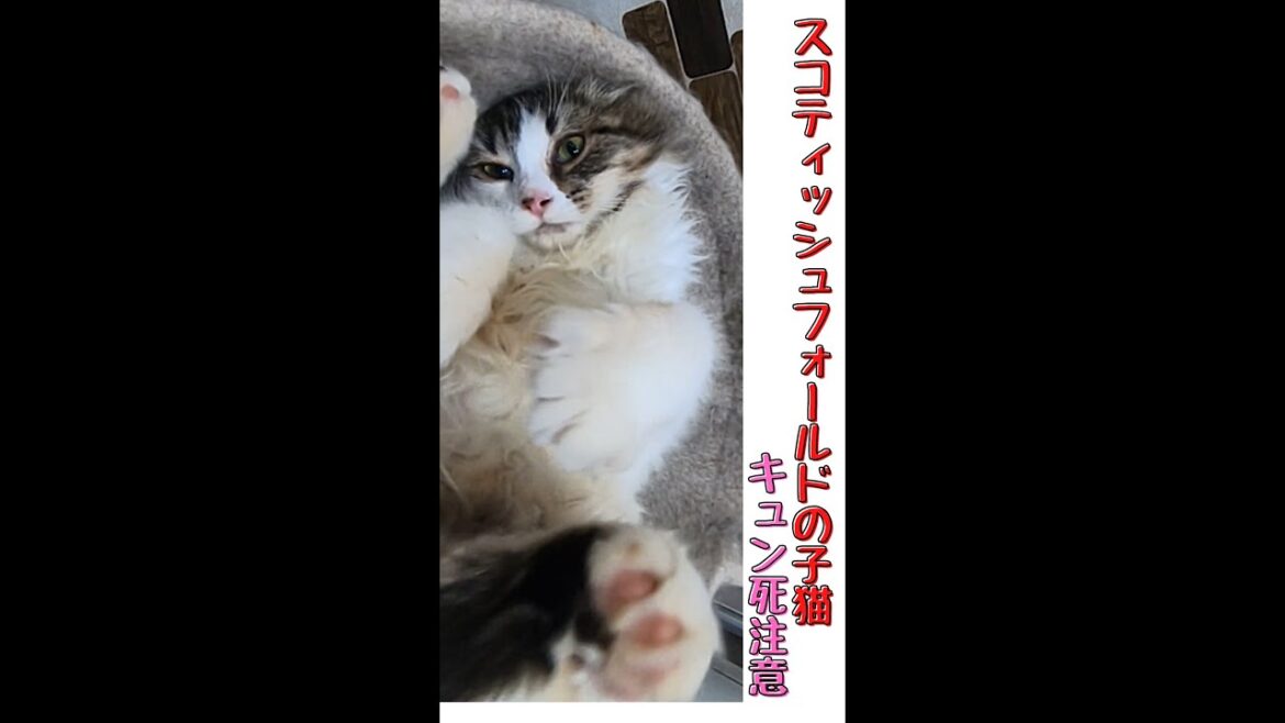 スコティッシュフォールドの子猫が可愛すぎでキュン死注意 Scottish fold kitten 猫の木 #shorts スコティッシュフォールドの子猫が可愛すぎでキュン死注意 Scottish fold kitten 猫の木 #shorts