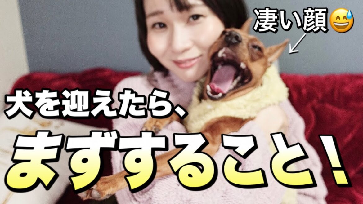 犬を迎えたらまずすること【犬のしつけ】