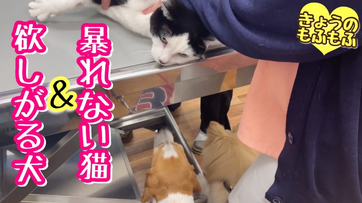 爺さんの通院のお供はオヤツに夢中【ビーグルさつきとポメとシニア猫】 爺さんの通院のお供はオヤツに夢中【ビーグルさつきとポメとシニア猫】