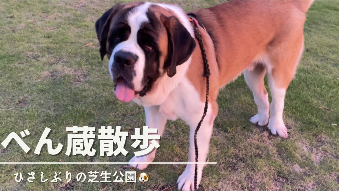 【セントバーナード】べん蔵と芝生公園で遊びました🐶