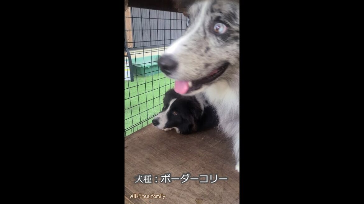 【おて】で性格がわかるううう⁉【ボーダーコリー】 【おて】で性格がわかるううう⁉【ボーダーコリー】