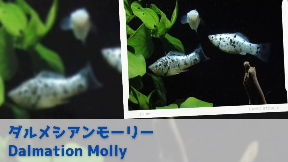 ダルメシアンモーリー|Dalmation Molly|熱帯魚・卵胎生メダカ|221022|125/1500 ダルメシアンモーリー|Dalmation Molly|熱帯魚・卵胎生メダカ|221022|125/1500