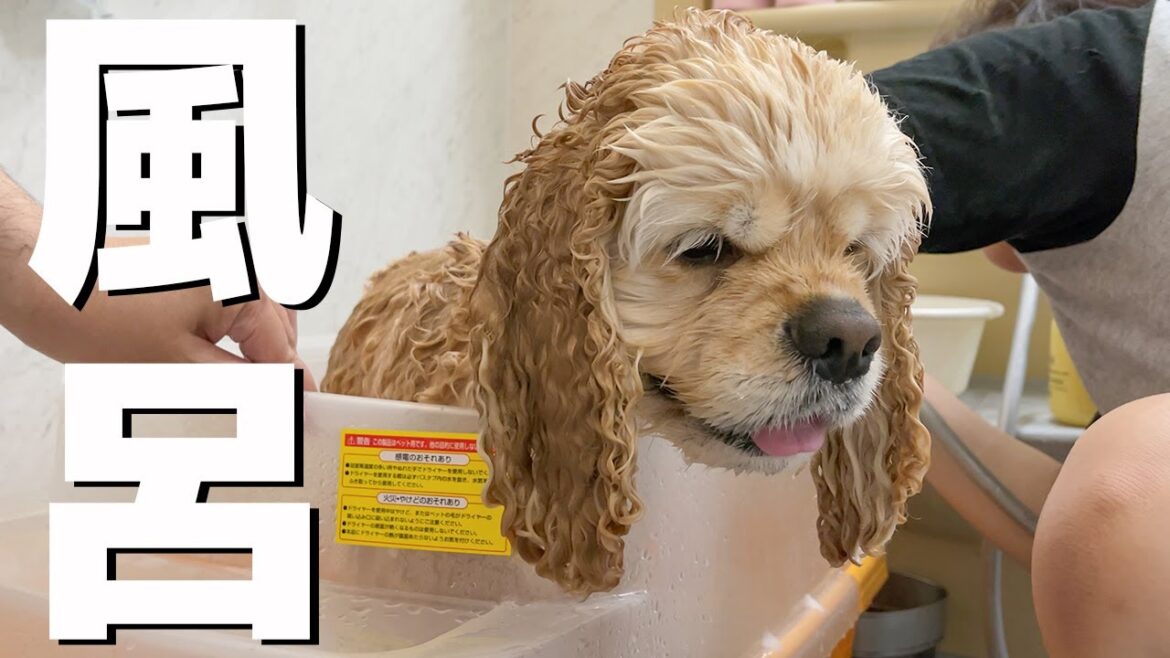 風呂が満更でもないアメリカンコッカースパニエル