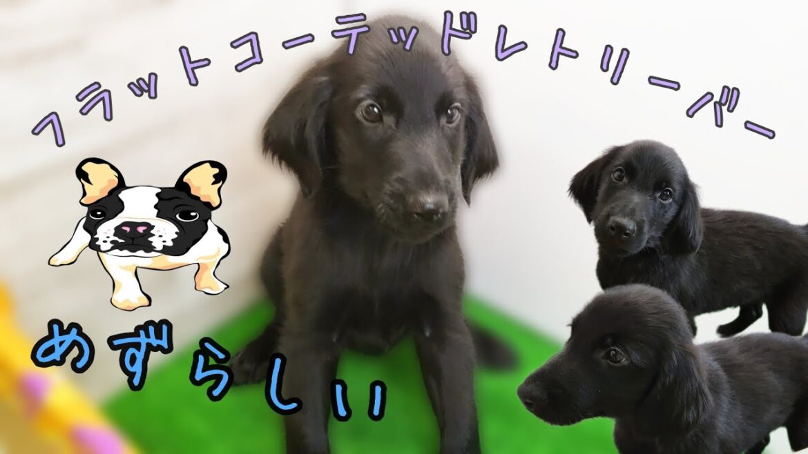 フラットコーテッドレトリーバー・子犬【鶴見元宮店】 フラットコーテッドレトリーバー・子犬【鶴見元宮店】