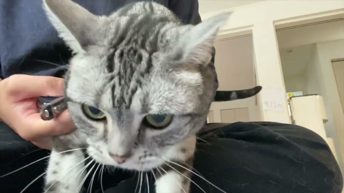 アメリカンショートヘアのふー様🐈アメショの定期爪切り動画✂️お家で飼い主が切ってますｎ🐱