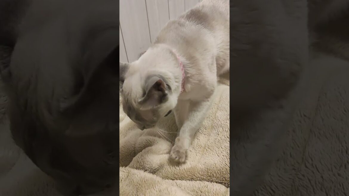 【シャム猫】眠たいけど、一人で寝れないの
