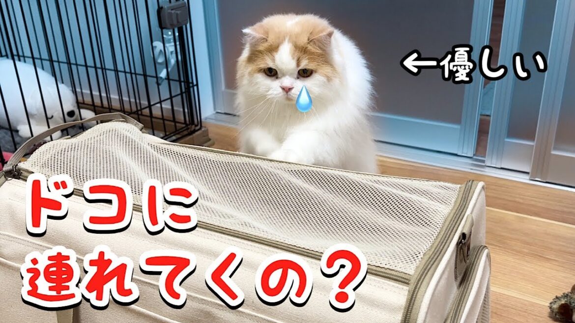 子犬を急遽病院へ連れてこうとしたら心配した猫が優しすぎた涙