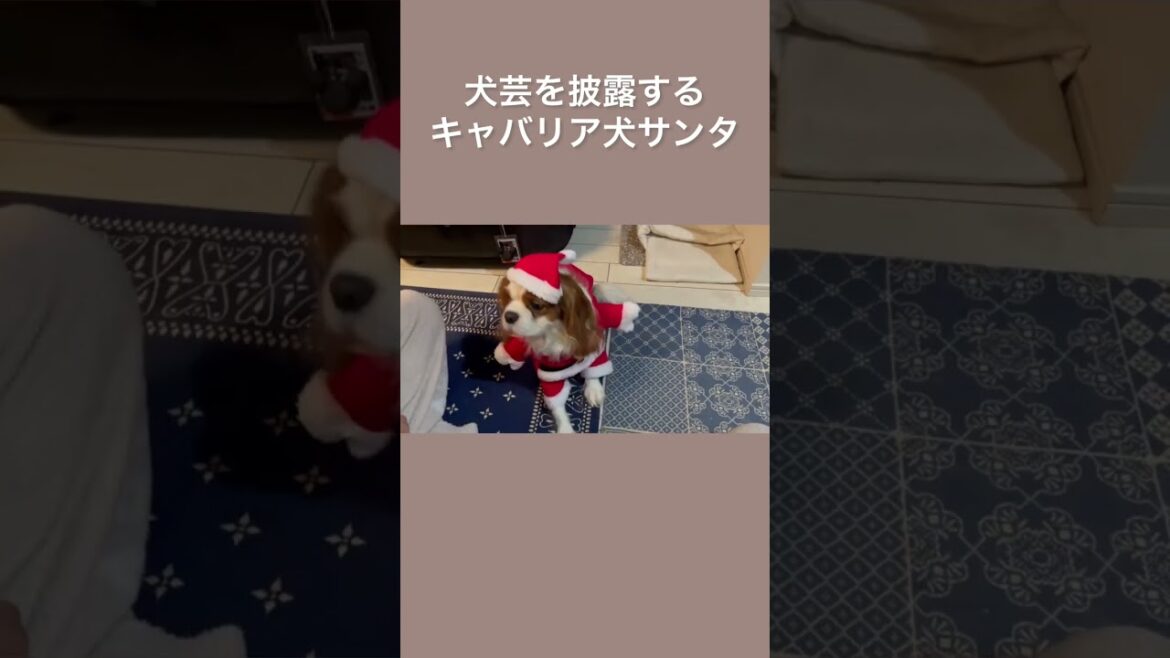 【キャバリア】サンタコスプレで犬芸を披露する愛犬が可愛いすぎた… #shorts
