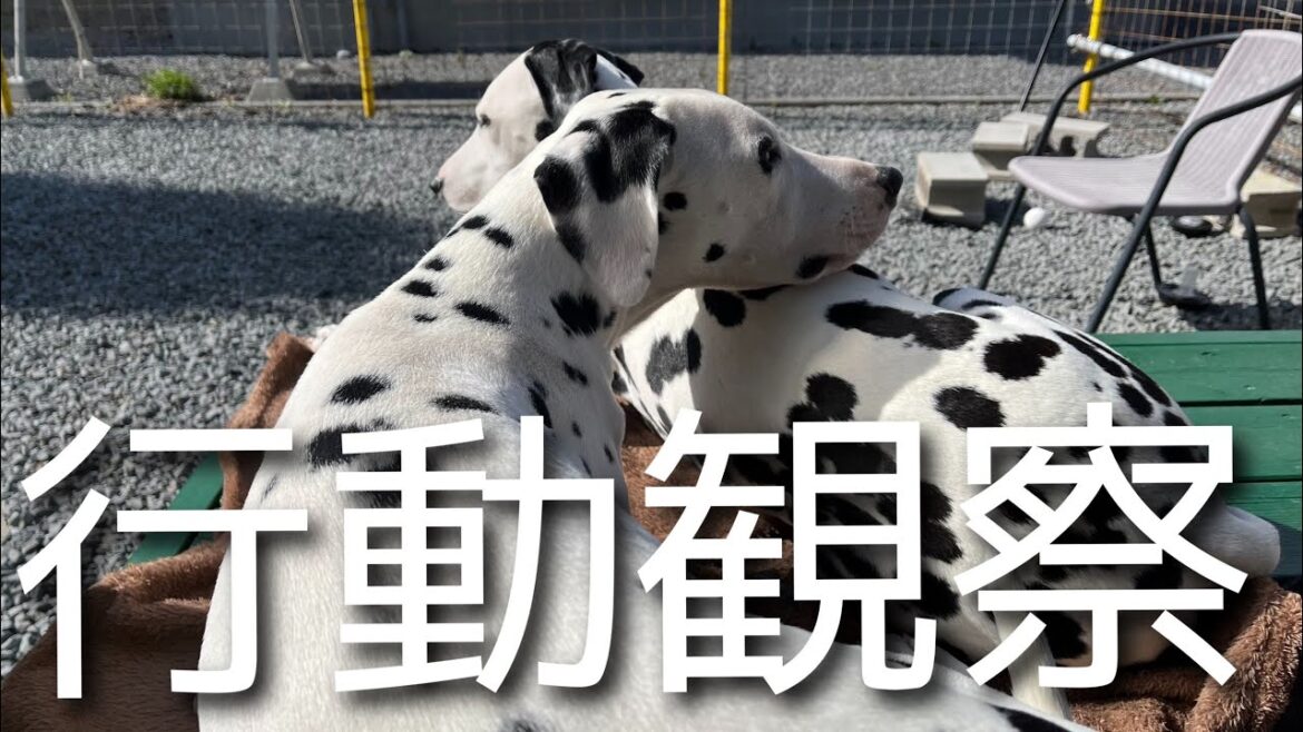 ふたりでお庭で過ごすダルメシアンをモニタリングしてみた【犬動画】