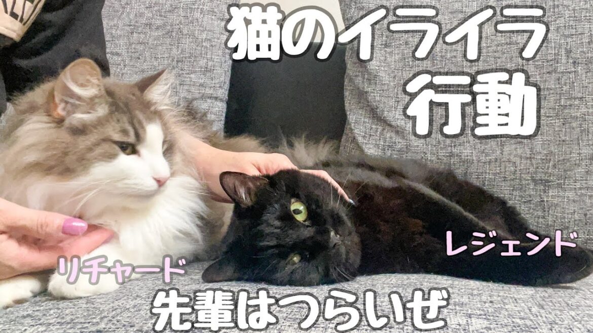 【猫が見せるイライラ行動】ノルウェージャンフォレストキャット兄弟が先輩保護猫をイライラさせる★レジェンドはつらいぜ❗️