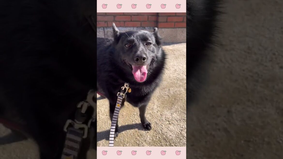 パピーほいくえんの様子・スキッパーキ〜犬のしつけ＃shorts
