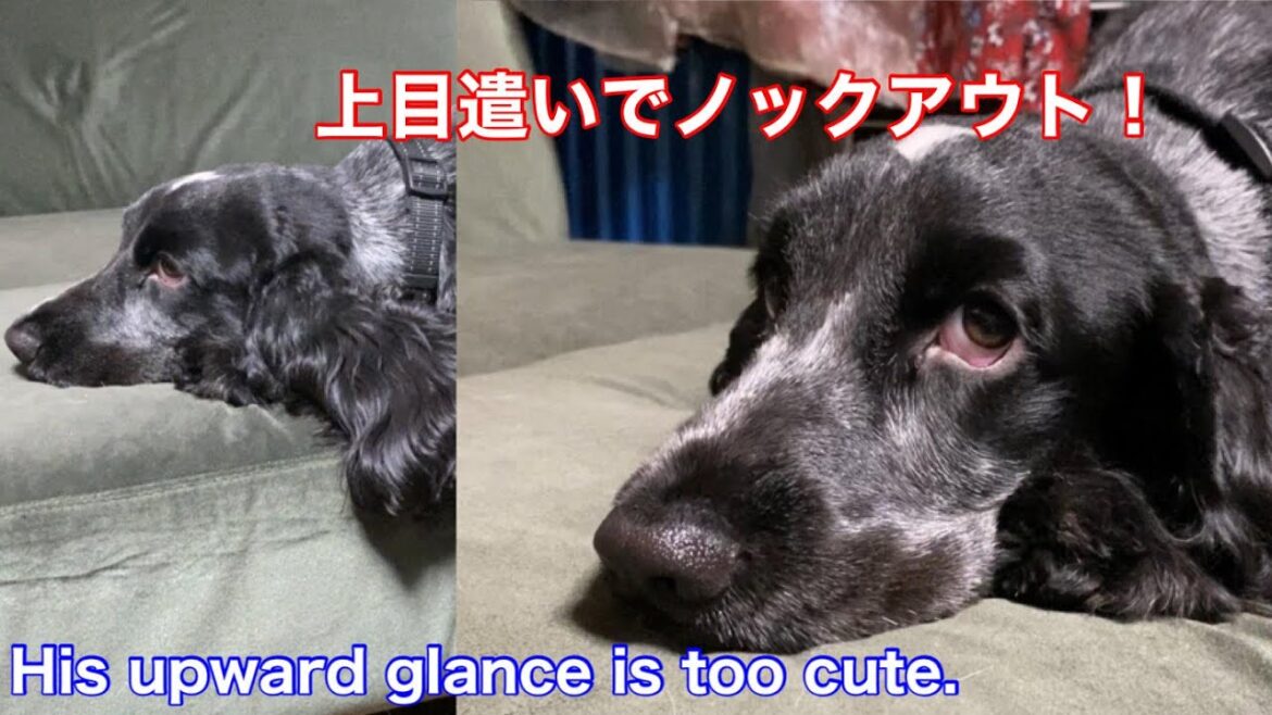 【ショート動画】上目遣いが可愛すぎるイングリッシュコッカースパニエル【ちよ君】癒し  #Shorts