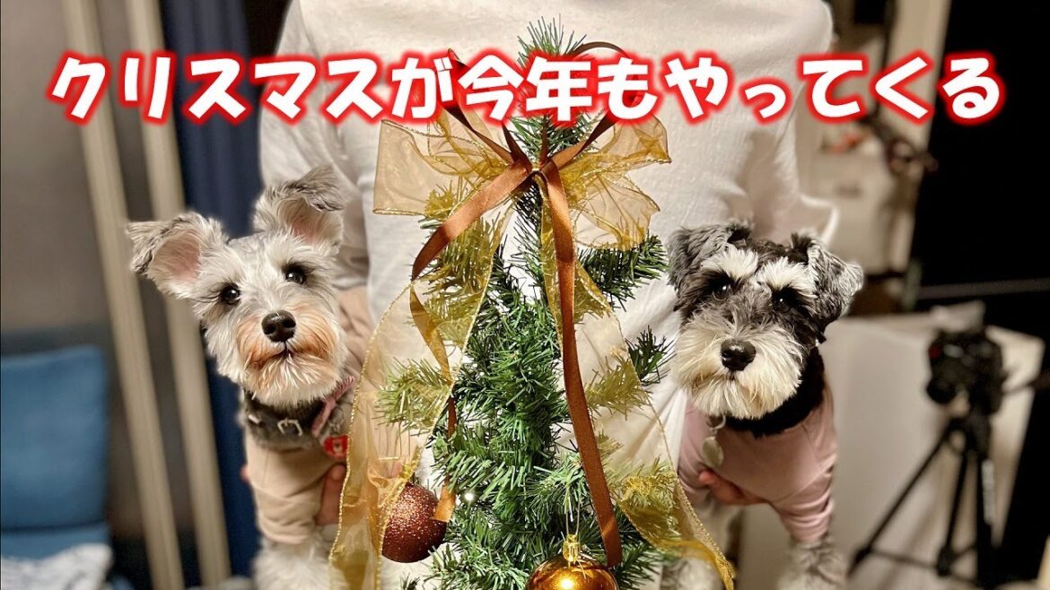 【クリスマスの準備】クリスマスツリーを飾ろう！愛犬とクリスマスを迎える準備♪【ミニチュアシュナウザー多頭飼い】