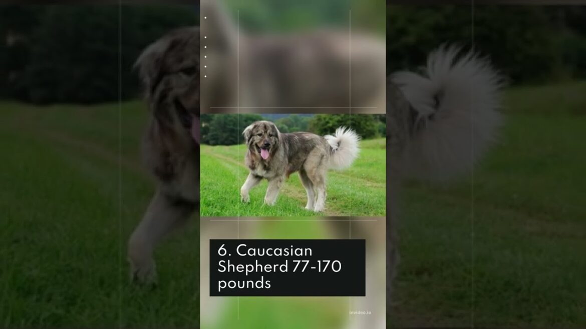 10 Of The Biggest Dog Breeds In The World 2022 #short