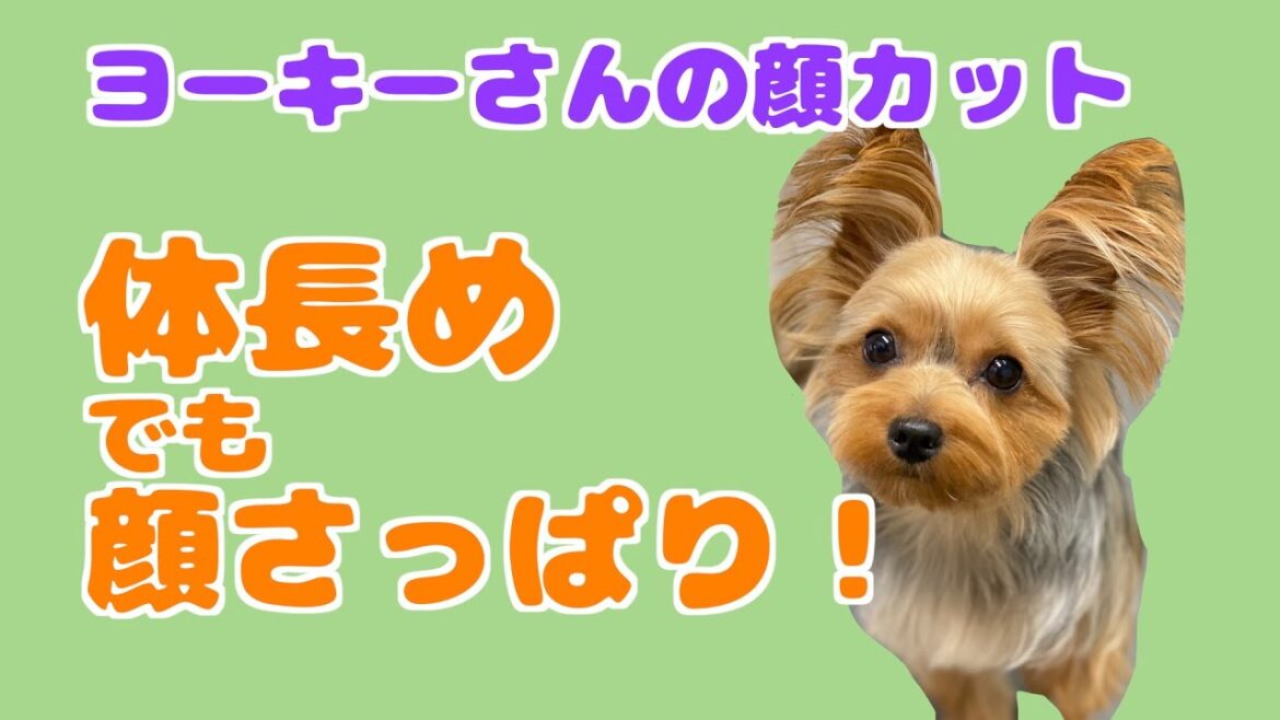 体長めだけども顔さっぱりなヨーキーさんの顔カット☆ 体長めだけども顔さっぱりなヨーキーさんの顔カット☆