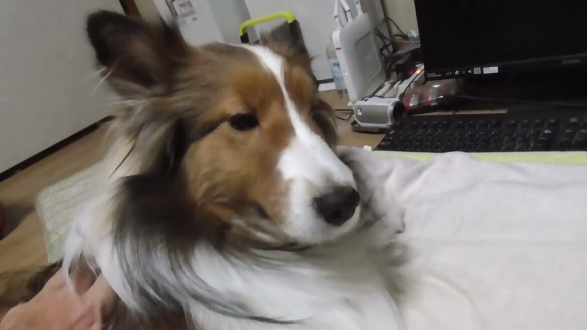 【可愛いシェルティ】おじゃまな2匹