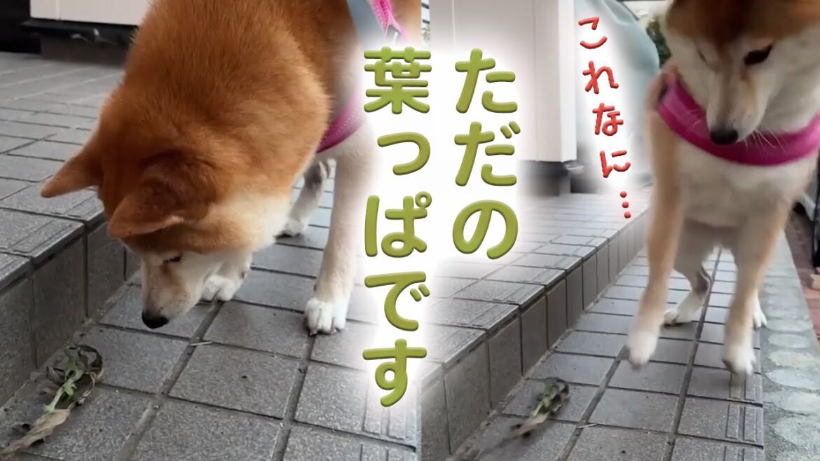 ただの葉っぱを恐れるワンコ…｜PECO