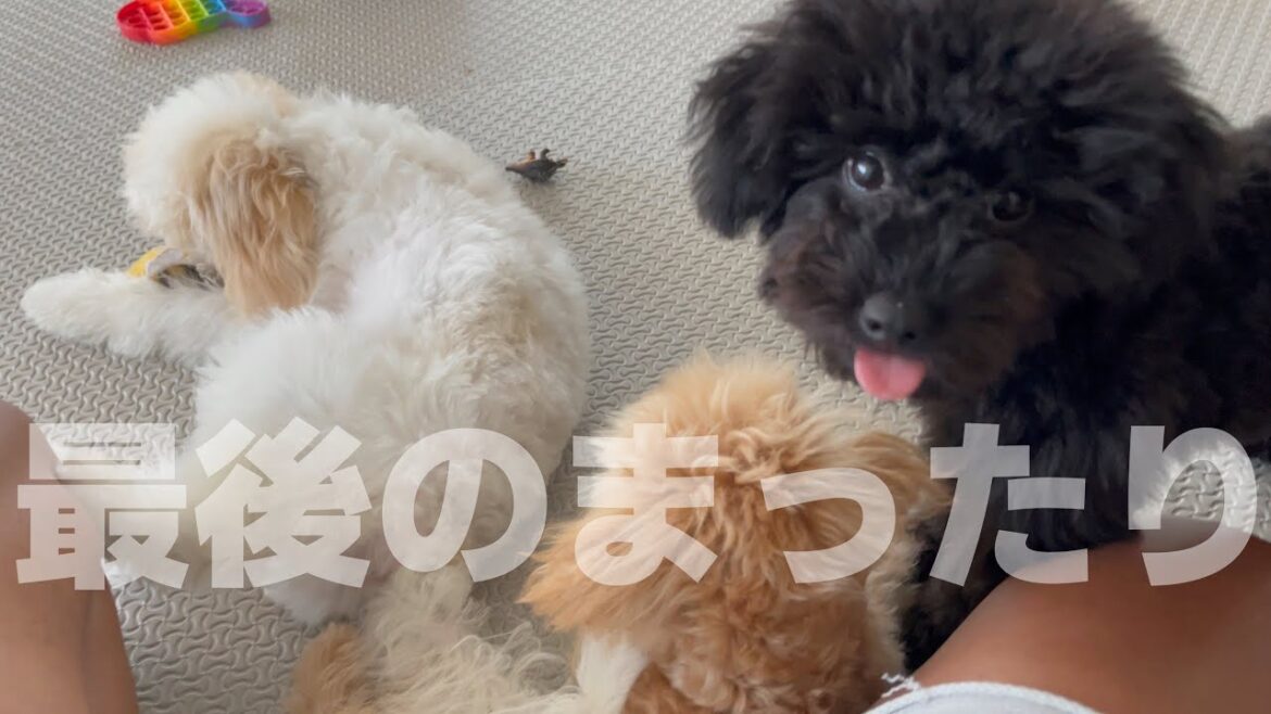 3ๅนใฎใใคใใผใใซ้ใจใพใฃใใ้ใใใฎใๆๅพใซใชใ๏ผ๏ผ 3ๅนใฎใใคใใผใใซ้ใจใพใฃใใ้ใใใฎใๆๅพใซใชใ๏ผ๏ผ