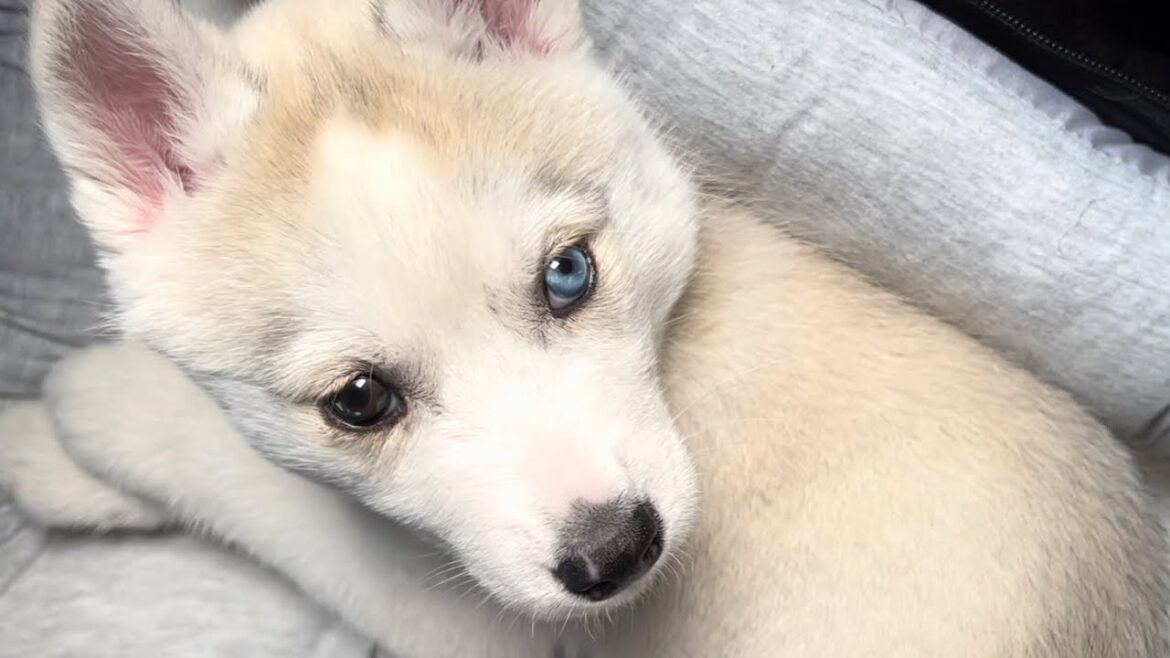 シベリアンハスキーの子犬をお迎えする夢を叶えました
