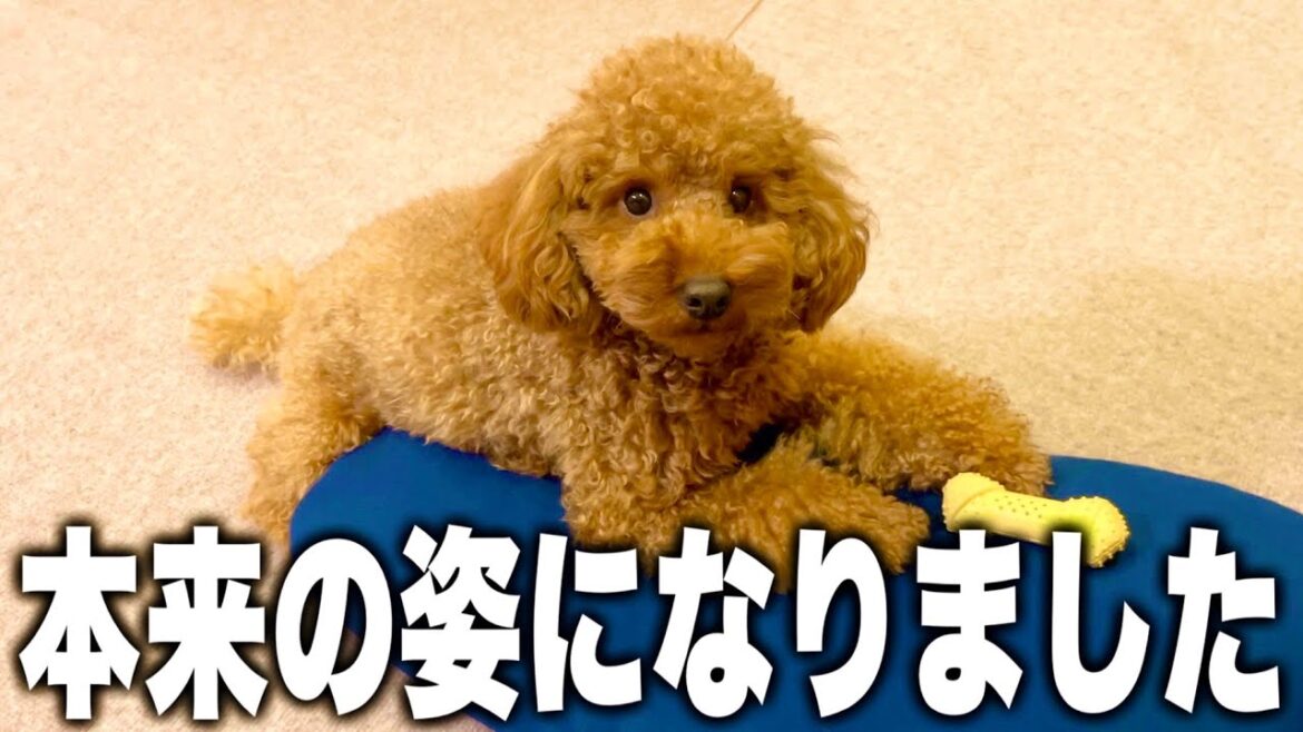 2年間の毛玉生活に終止符を打ちました。 2年間の毛玉生活に終止符を打ちました。