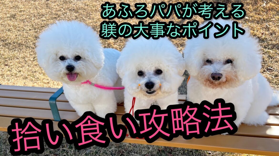 ビションフリーゼ三姉妹も思いをぶつけて少しずつお利口になってきました😊 ビションフリーゼ三姉妹も思いをぶつけて少しずつお利口になってきました😊