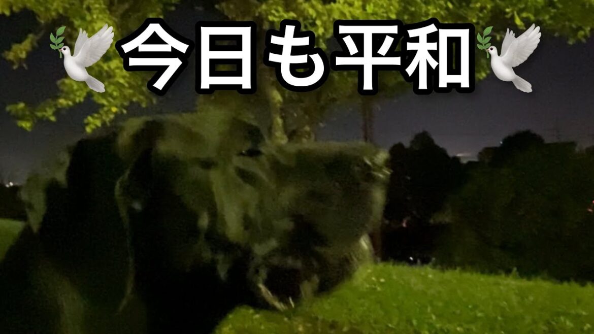 超大型犬 ニューファンドランドボス君とグレートデンクィーンちゃん 多頭飼い newfoundland dog Boss great dane dog Queen