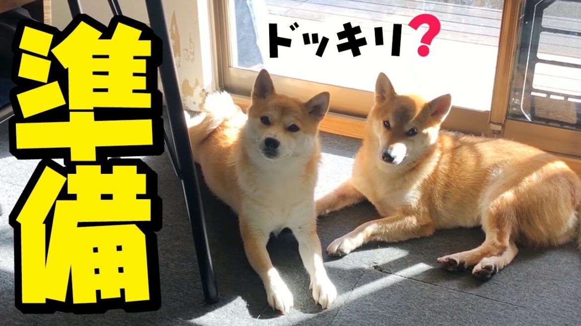 【前編】柴犬姉妹に初ドッキリを企てる家族