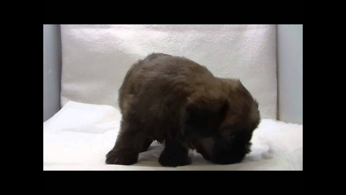 ブリュッセルグリフォンの子犬01