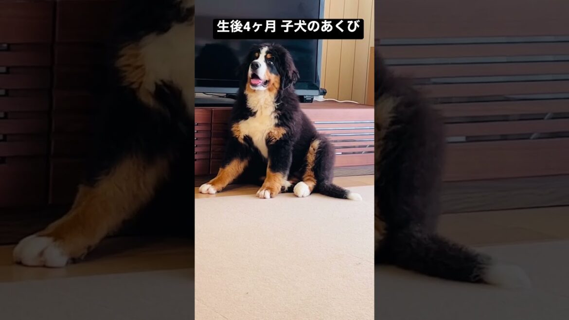 バーニーズマウンテンドッグの子犬のあくび