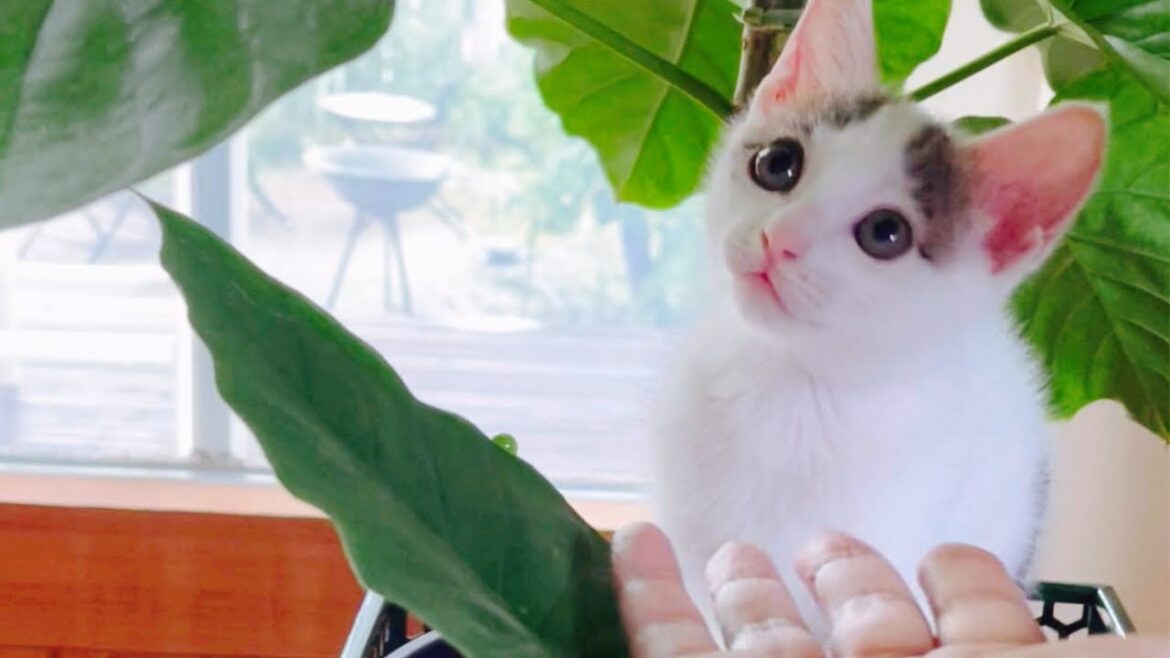 今までどうやって生きてきたの?保護されてママにべったり離れない子猫|犬猫の新生活 今までどうやって生きてきたの?保護されてママにべったり離れない子猫|犬猫の新生活