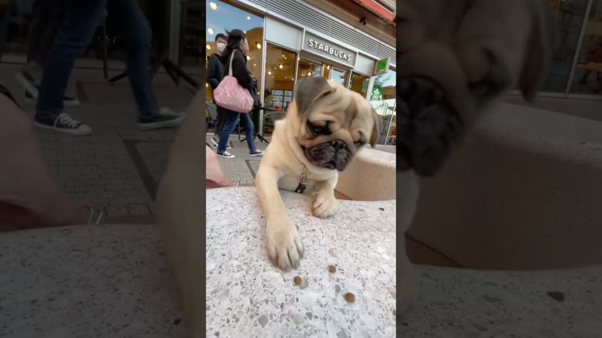 [パグ]怒り🐶💢 なんかごめんよ😑 (he is angry) #shorts