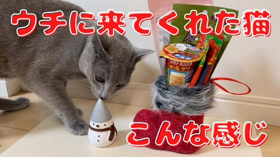 猫にクリスマスプレゼントあげた結果【ロシアンブルー】 猫にクリスマスプレゼントあげた結果【ロシアンブルー】