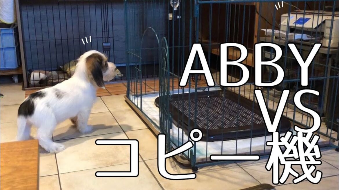 コピー機を警戒するプチバセの子犬